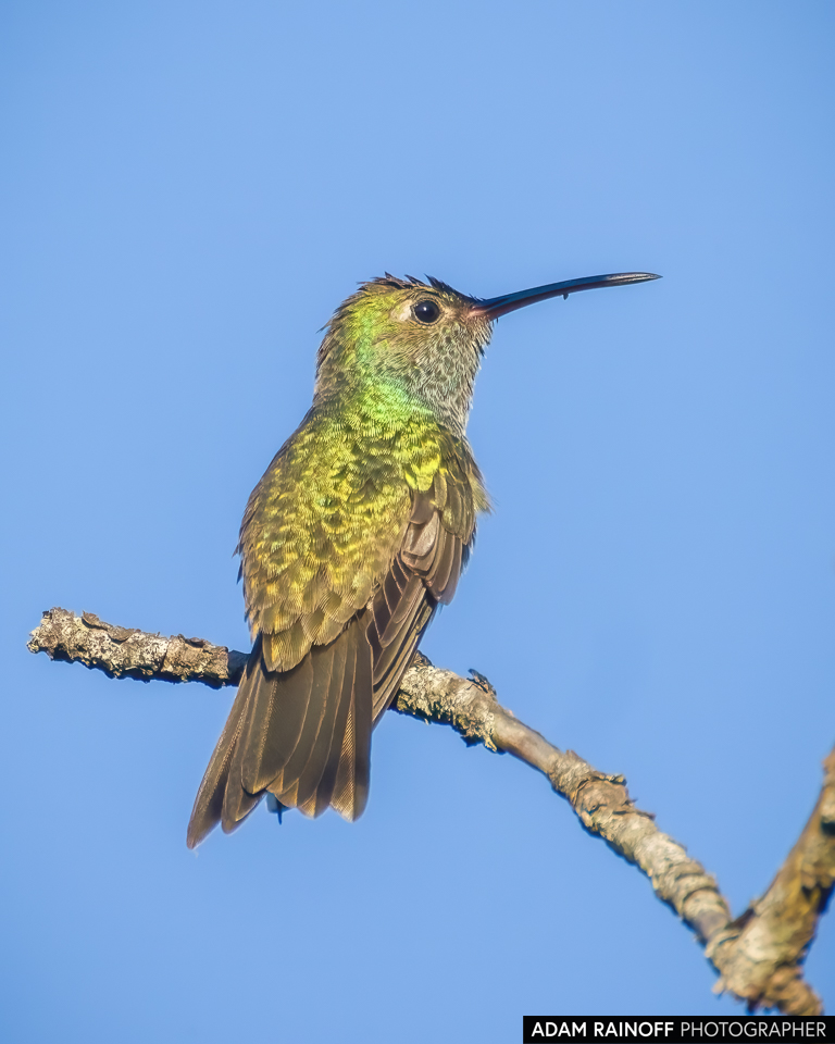 Amazilia luciae
