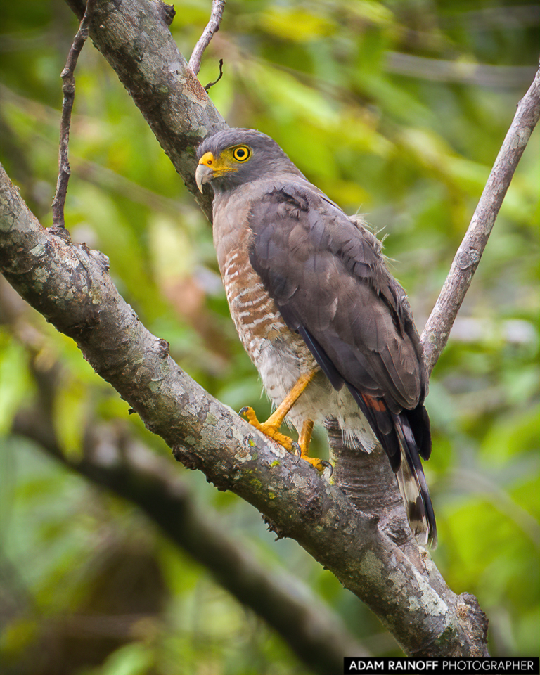 Rupornis magnirostris (Roadside Hawk) - Chipes