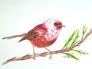 Chipe cabeza rosa (Zulena)